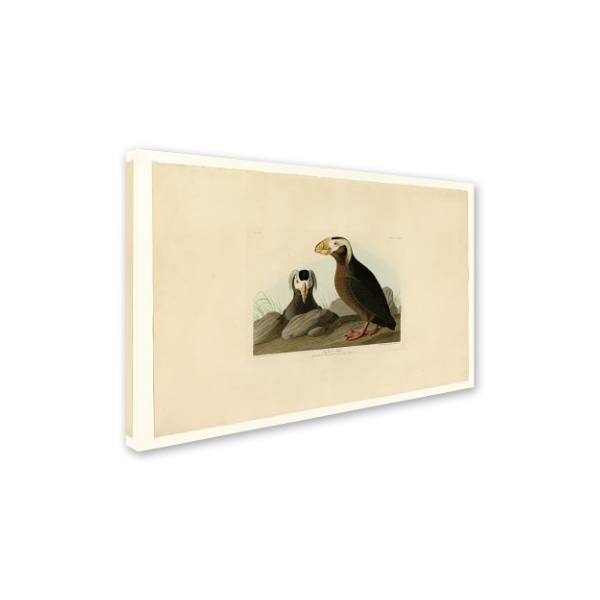 John James Audubon 'Tufted Auk' Canvas Art,30x47